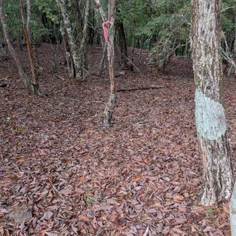 ここから檜峰神社へ下ります。第二登山道かな。落ち葉で降り口不明瞭です。ピンクテープを確認しながら足元注意で。