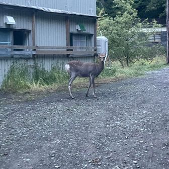 道路や登山道の下の方など、鹿があちこちにいました🦌🦌🦌
登山中、鹿がガサゴソと草を分ける音がして、ヒグマが出たかと肝を冷やしました😨