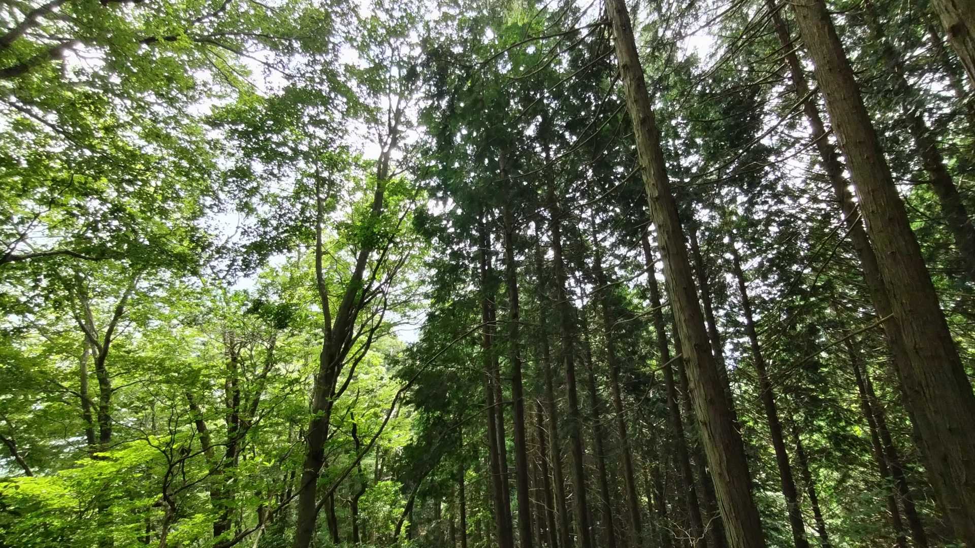 広葉樹と針葉樹