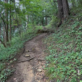 階段コースの、途中の登山道