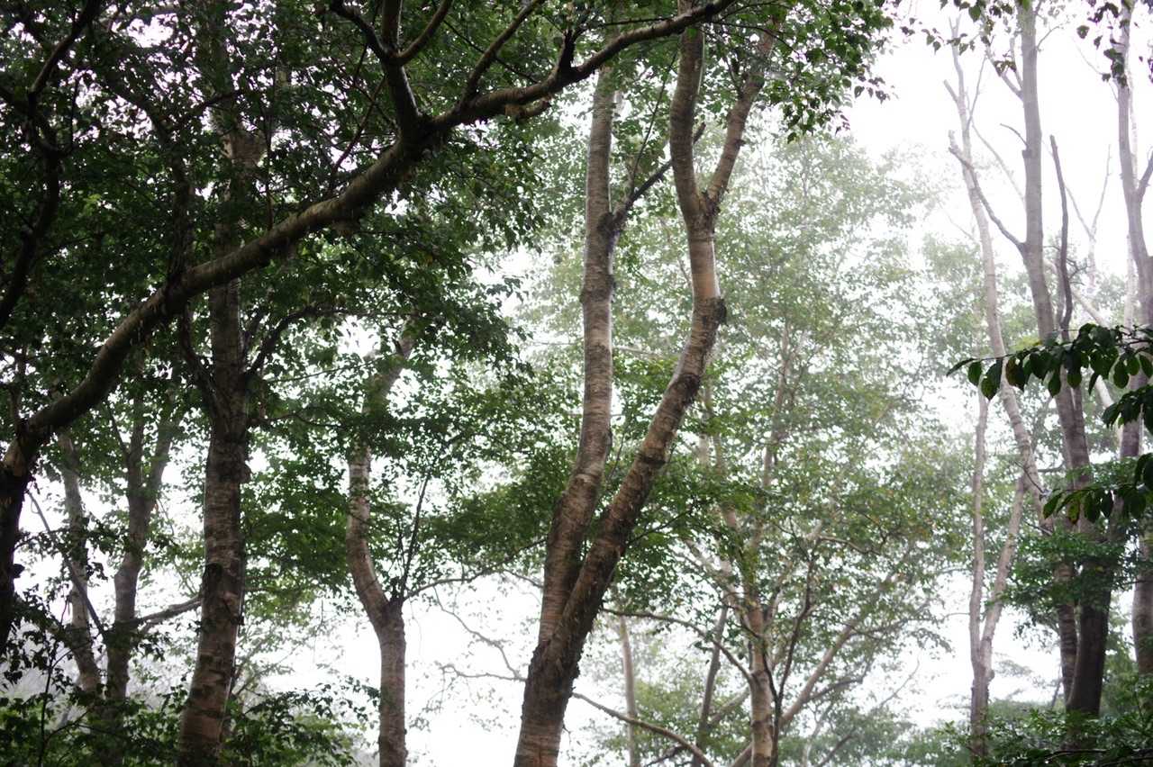 スタート時は霧。

でも涼しくて悪くない。