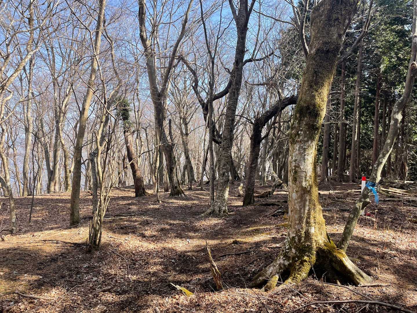 押立山も山頂標は見当たらず。