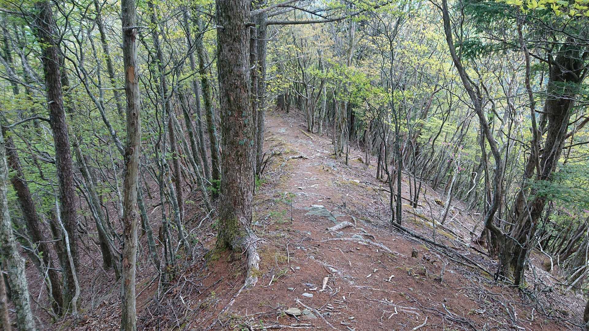 笹が無くなり、多くの人が歩くので、道がはっきりしている。