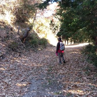 幅広の林道歩き🚶🚶‍♀️ホッ😄