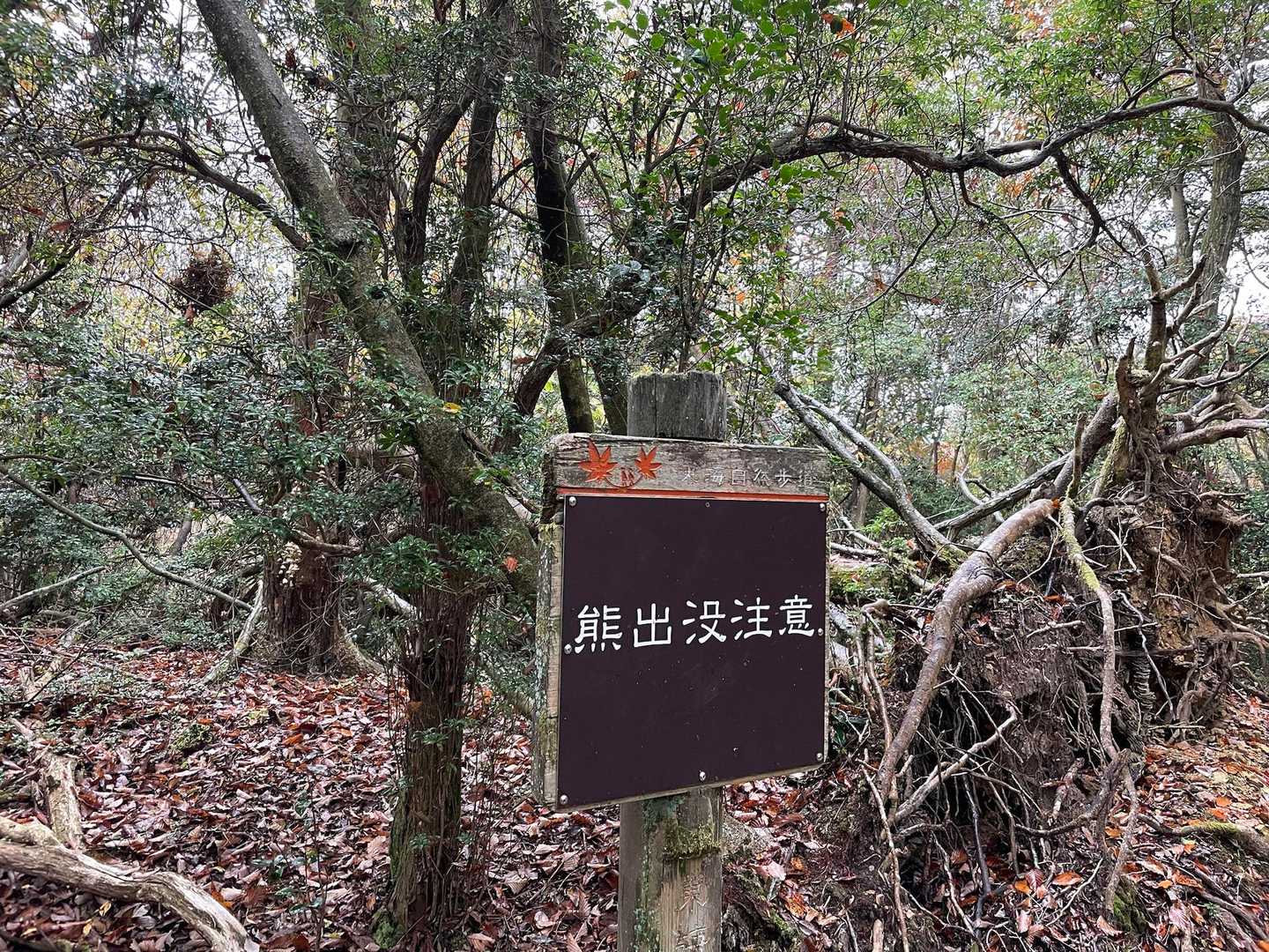 熊🐻でるんや😱こわー