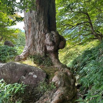 コブコブの木の横を通って