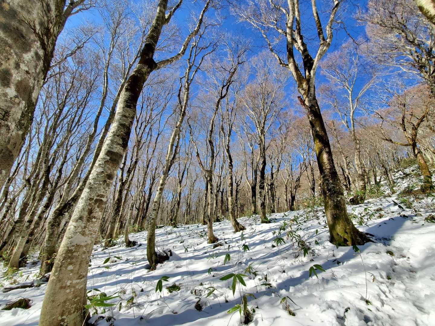 烏帽子岳 往復コースの写真