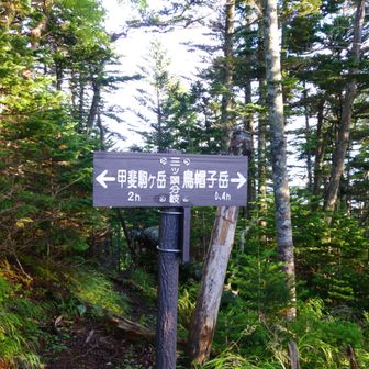 分岐から鋸岳まで１時間半弱はないよな。これ書いた人に歩いてもらいたい