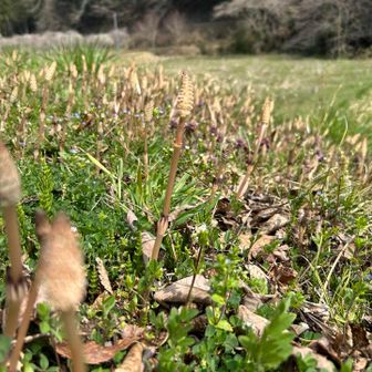 つくしわんさか