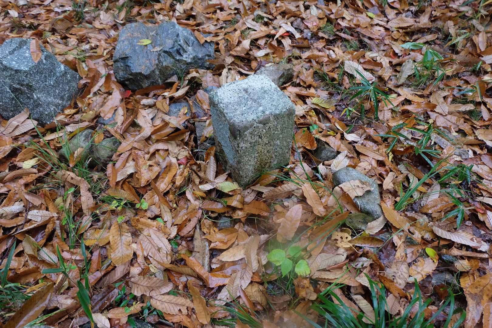 千鳥ヶ丘公園。
一等三角点。
竹藪の山のようです。