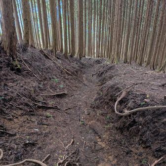 突然暗く鬱蒼とした杉林に入るのだが、写真だと明度補正で伝わらない