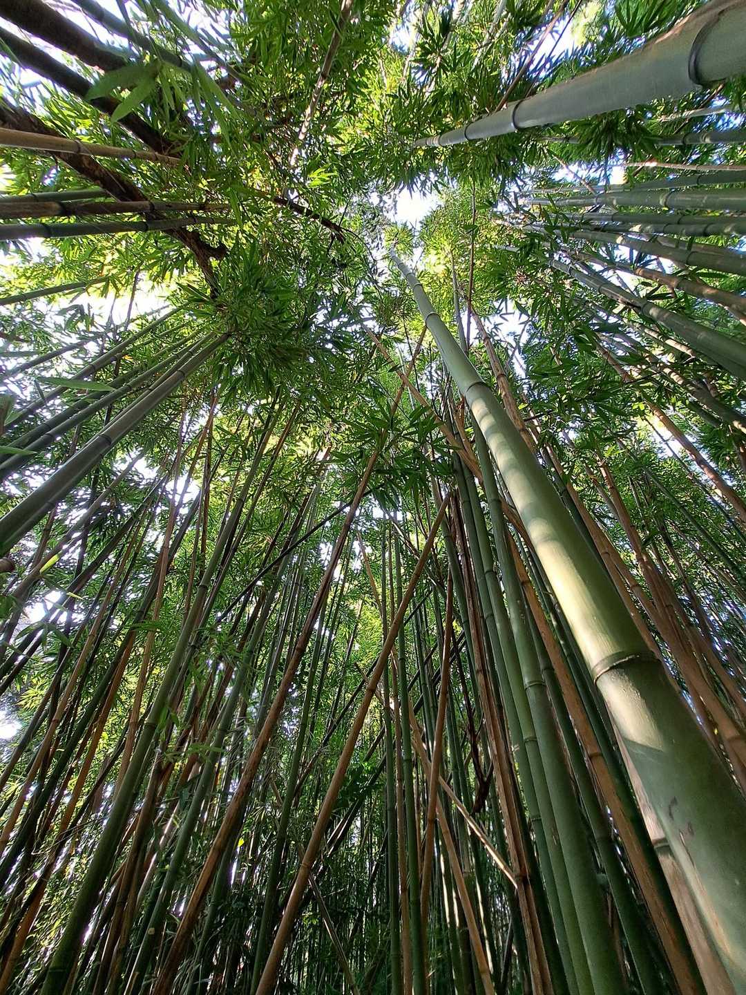 竹林🎋