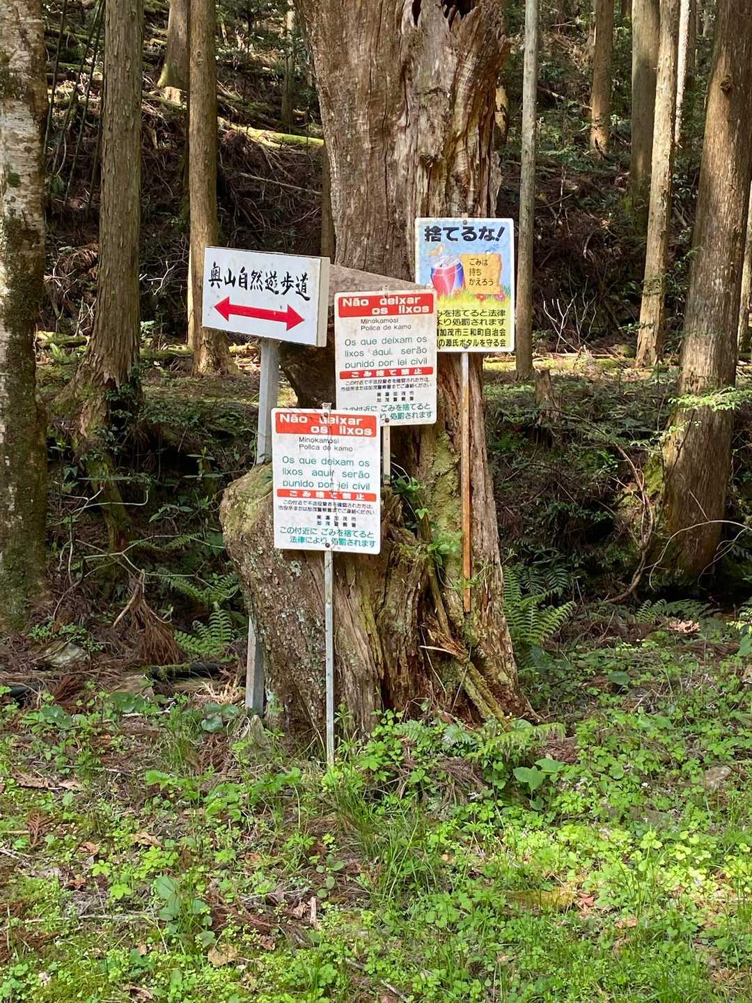 御殿山登山口-御殿山 往復コースの写真