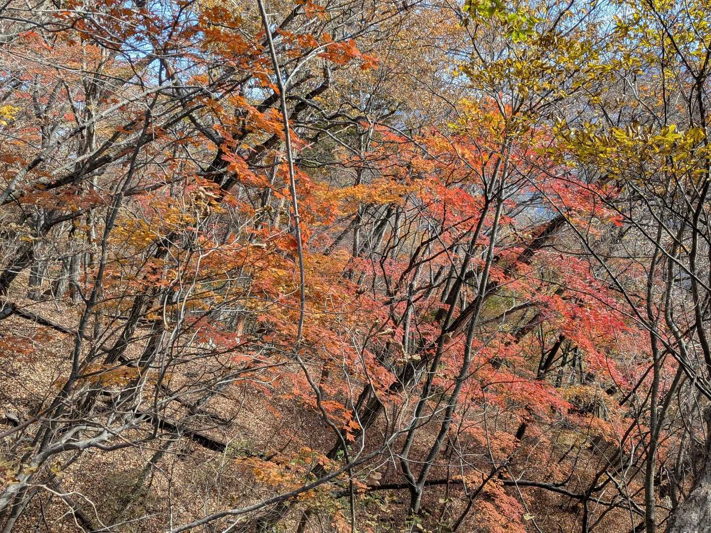 🍁