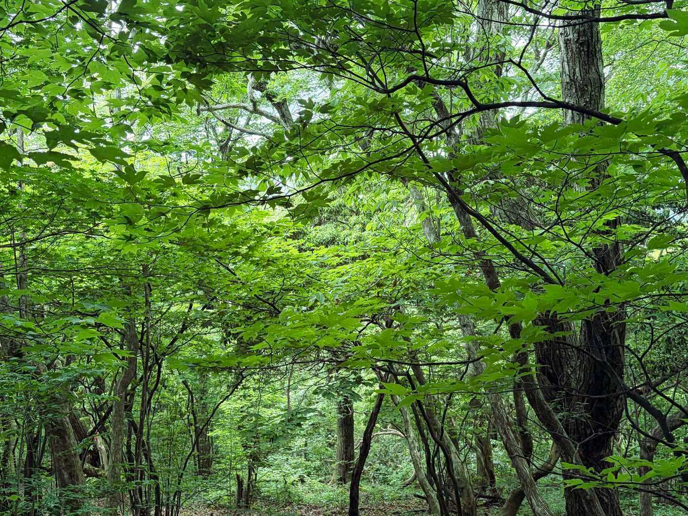 緑が気持ちいい～💚