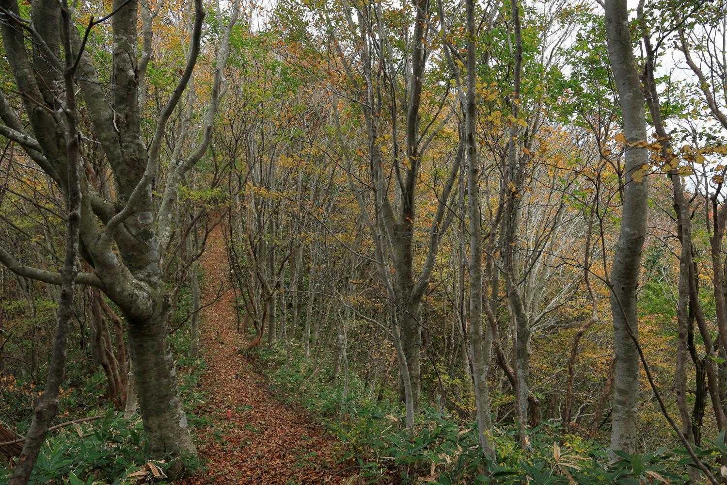 紅葉の坂道🥾なら、へっちゃらです