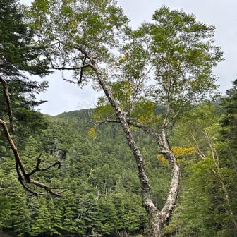 所々、葉が黄色く色づいています。
山はもう秋の気配🍁