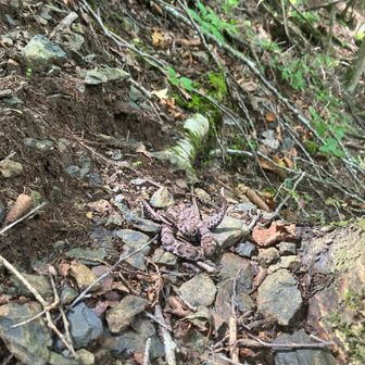 足場を探しながらトラバースしていると、目線の高さに蛇が🐍
寝ているのか微動だにせず。
なるほど、寝る時はそうやって丸まって寝るんだね💤
（コメント欄で『マムシでは？』とのお声を頂き、調べると思いっきしマムシだったようです💦噛まれなくて良かったー😰）