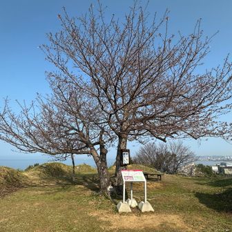 🌸来週は美しいでしょうね、、