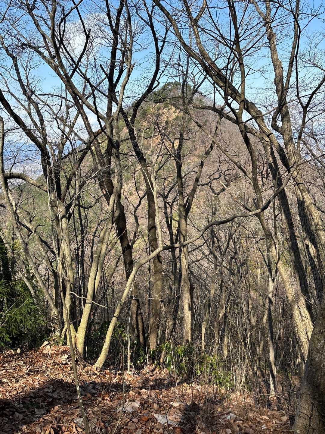次のお山は猿岡🐒