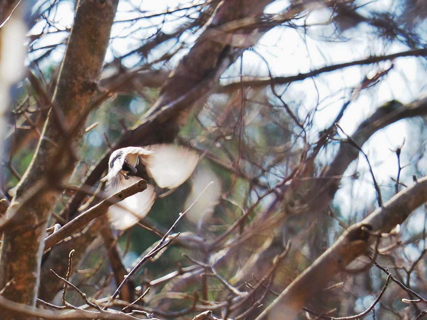 怒って飛んでいっちゃった😭