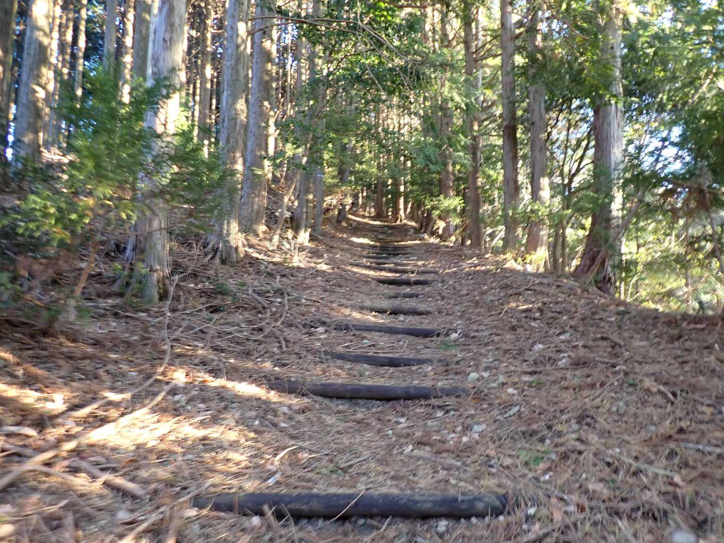 ここから駐車場までは傾斜が緩やかで歩きやすい。
