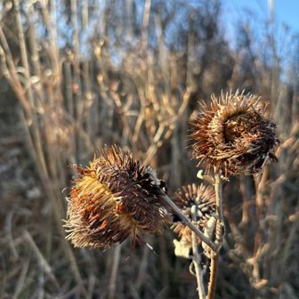 オヤマボクチのドライフラワー