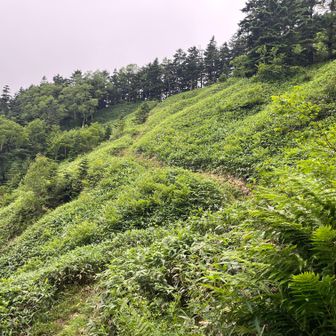 嬬恋清水から上を見上げる