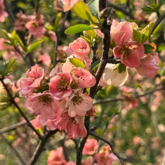 ボケの花
赤いミツマタを探してるんですけど、、、