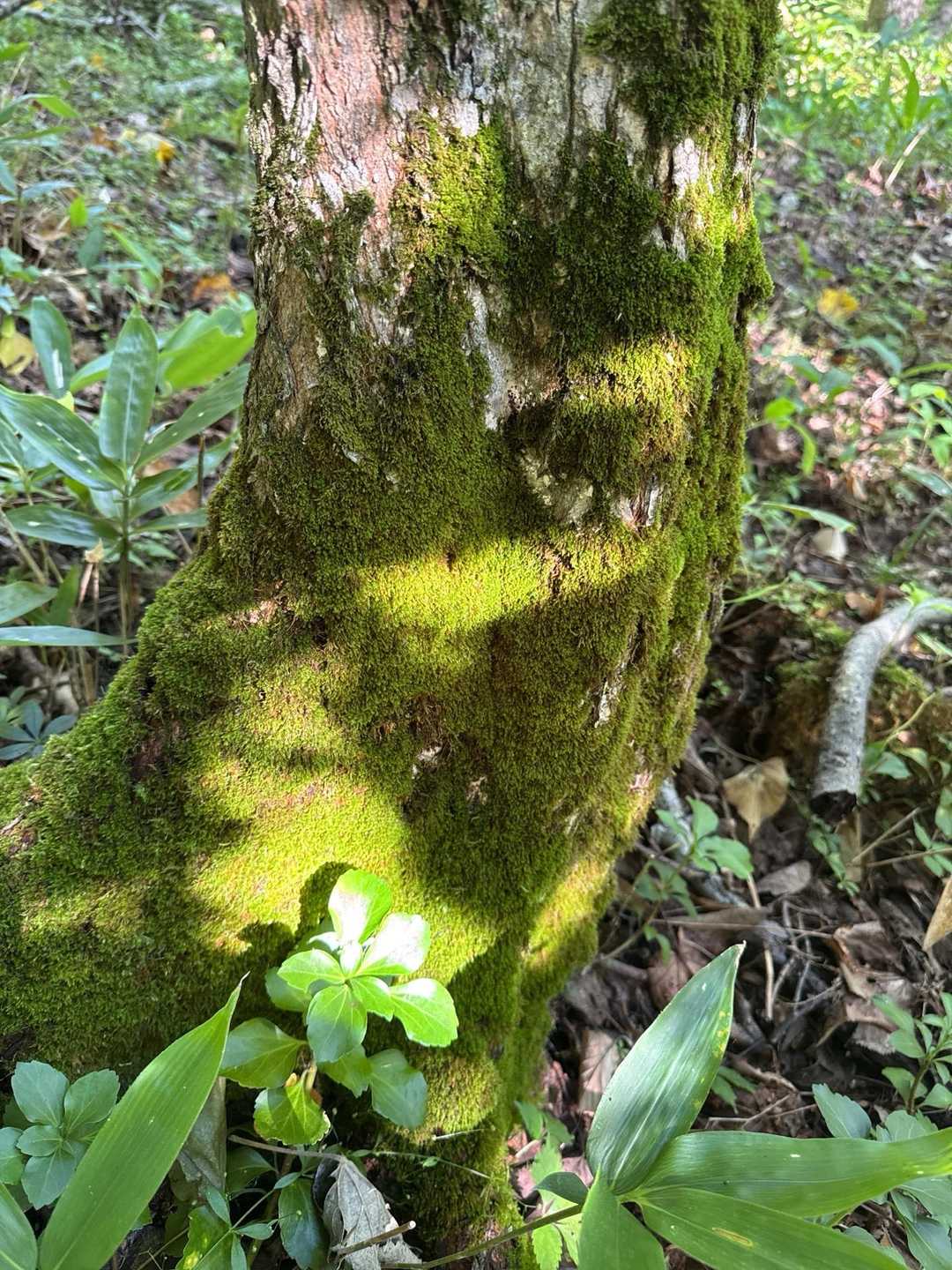 モフモフ