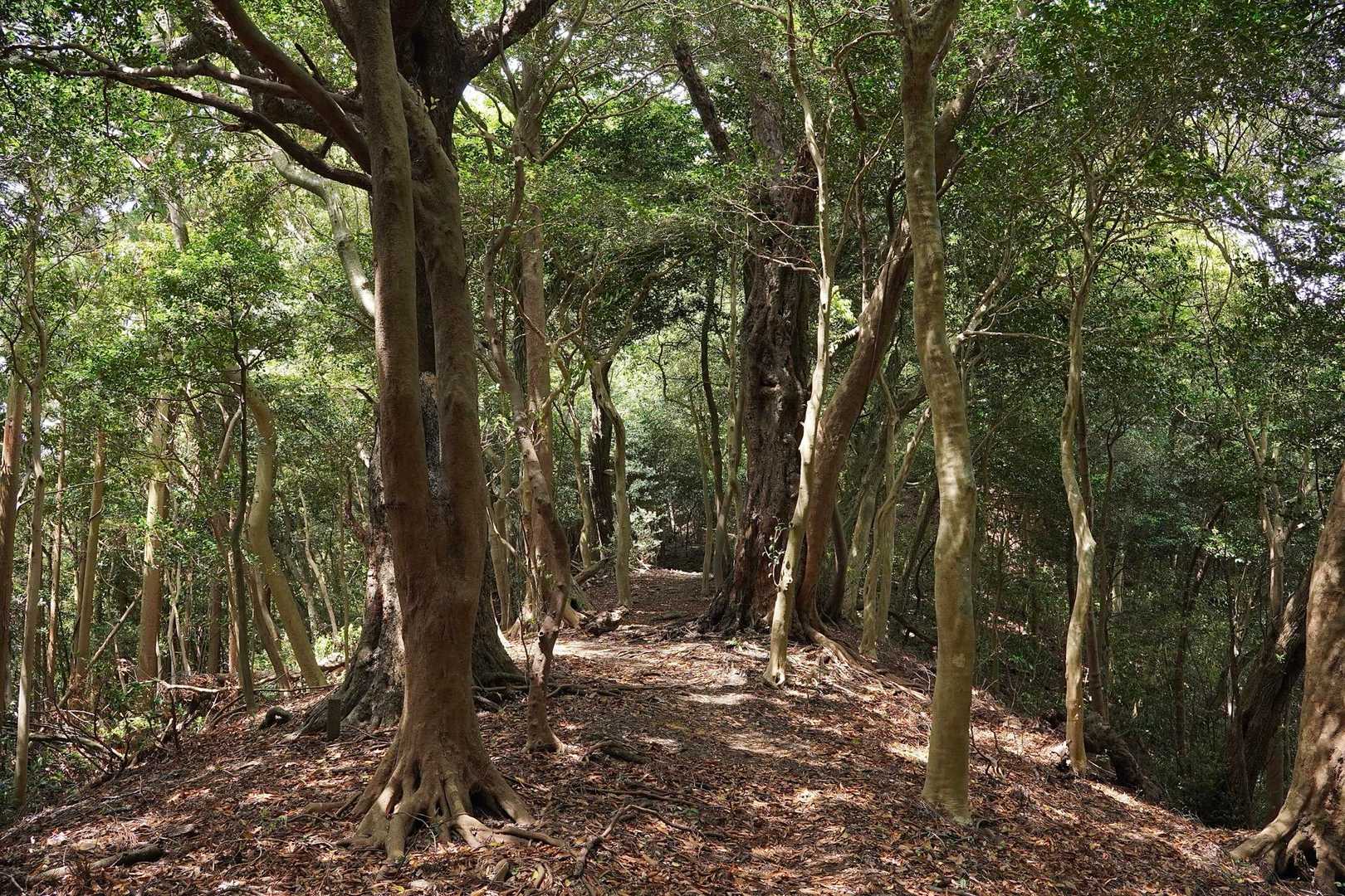 吹き抜ける風が気持ちいい
縦走路は終始わかりやすい