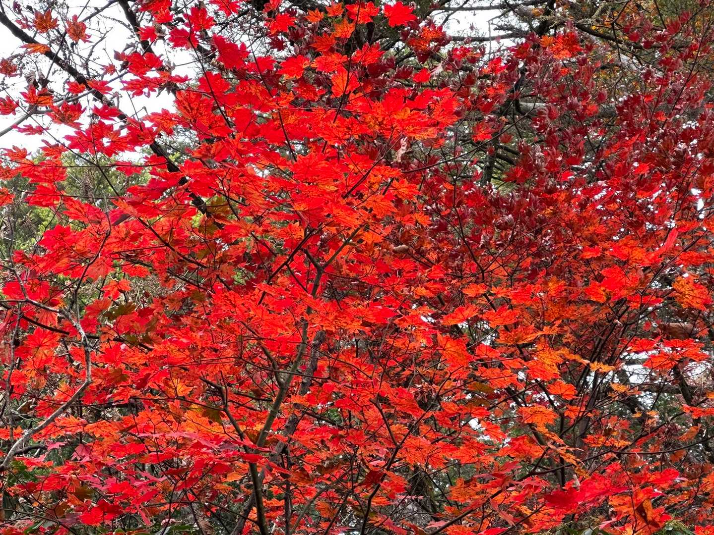都民の森-鞘口峠-三頭山-大沢山-三頭大滝 周回コースの写真