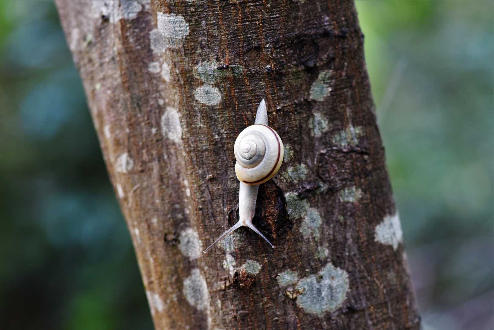 ほんとカタツムリ🐌多かったです
あたり年？異常繁殖？
いやいやっ、いつも見逃してただけなのか？😎