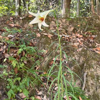 麓に山ゆり
