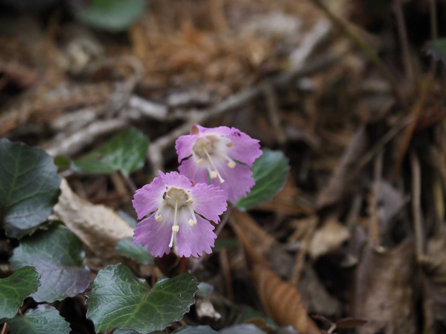この色の凄くいいね🌸🤩