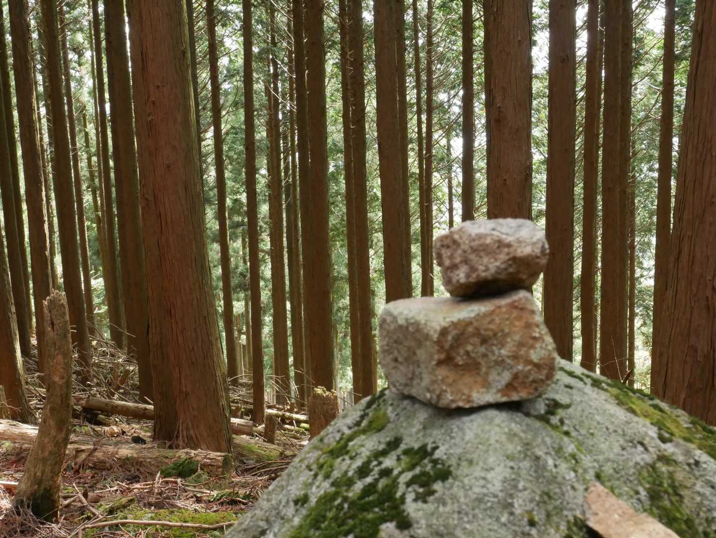おっ、けるん😲