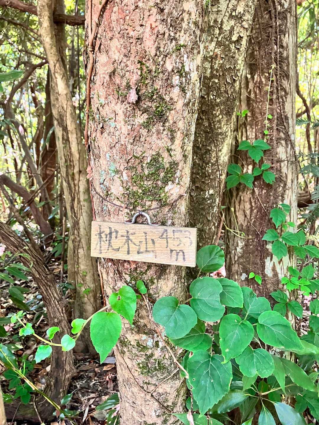 山頂プレート。
眺望無し😌下山します。