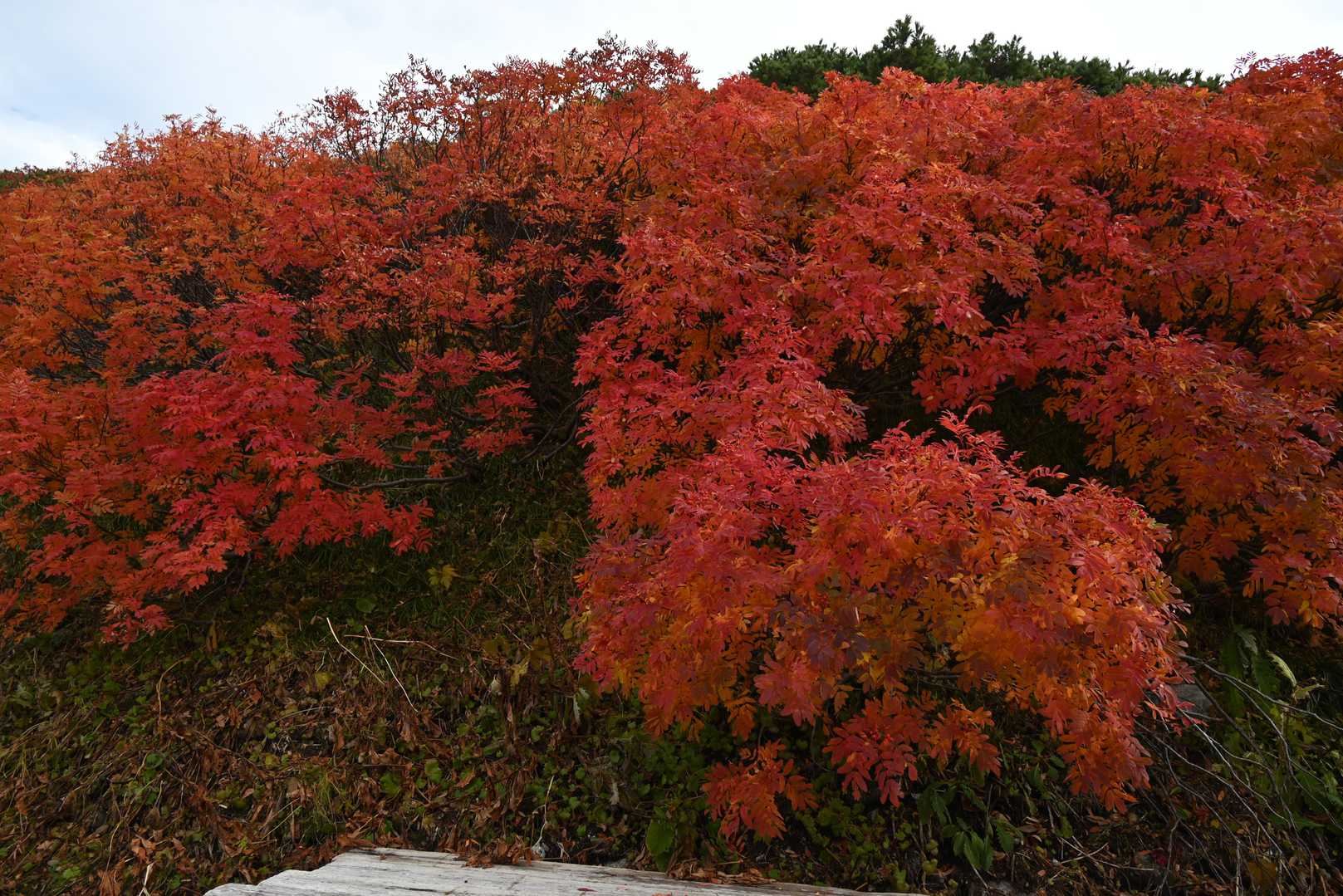 📸紅葉🍁した木々がお出迎え