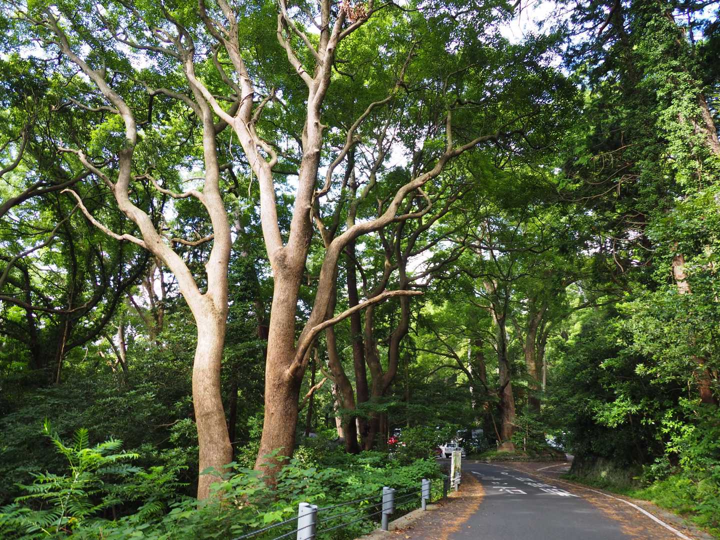 なかなか見ない立派な木に何だか元気をもらう🌳
