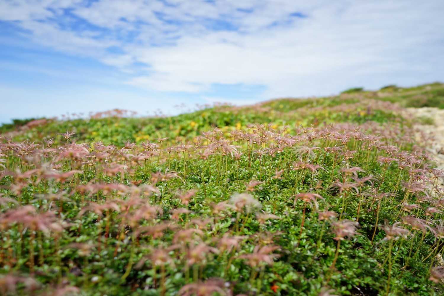 チングルマのお花畑が凄い✨