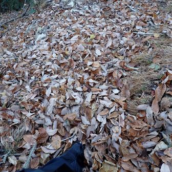 ここは、登山道のハズ…
こんな感じの落葉だらけ🍂

⚠滑ります⚠
(猿岩下りの方が気楽かも…)
