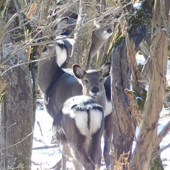 ４頭…ジッと見つめ合う🐰🍀🦌🦌🦌🦌

警戒するよね   怖いよね…  
何もしないよ♡