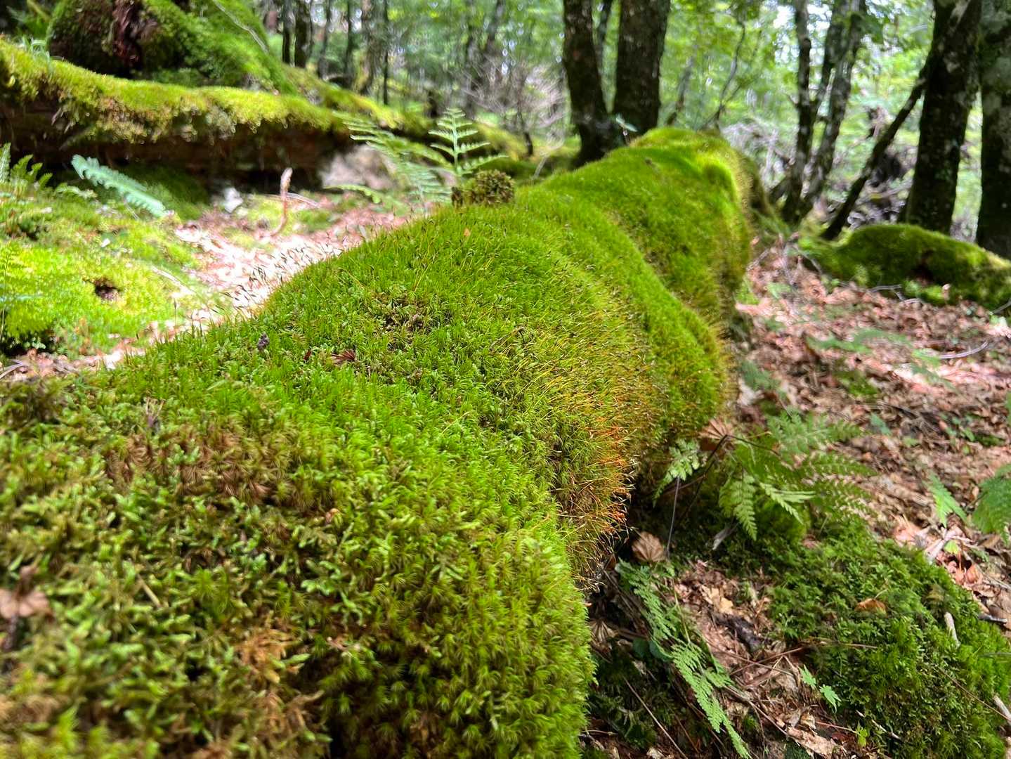 辺り一面苔がすごい所も