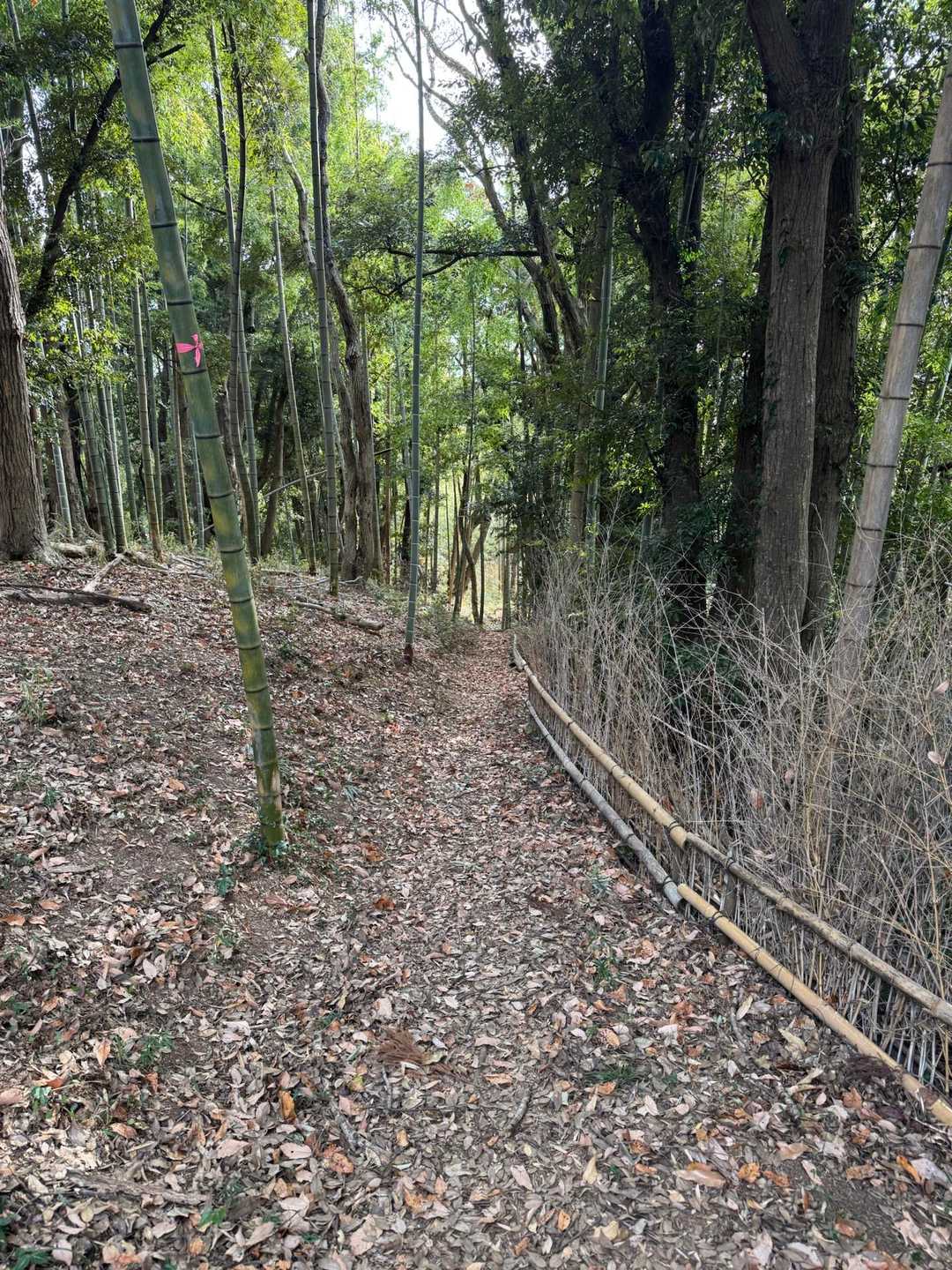 御十八夜-きつね山 周回コースの写真