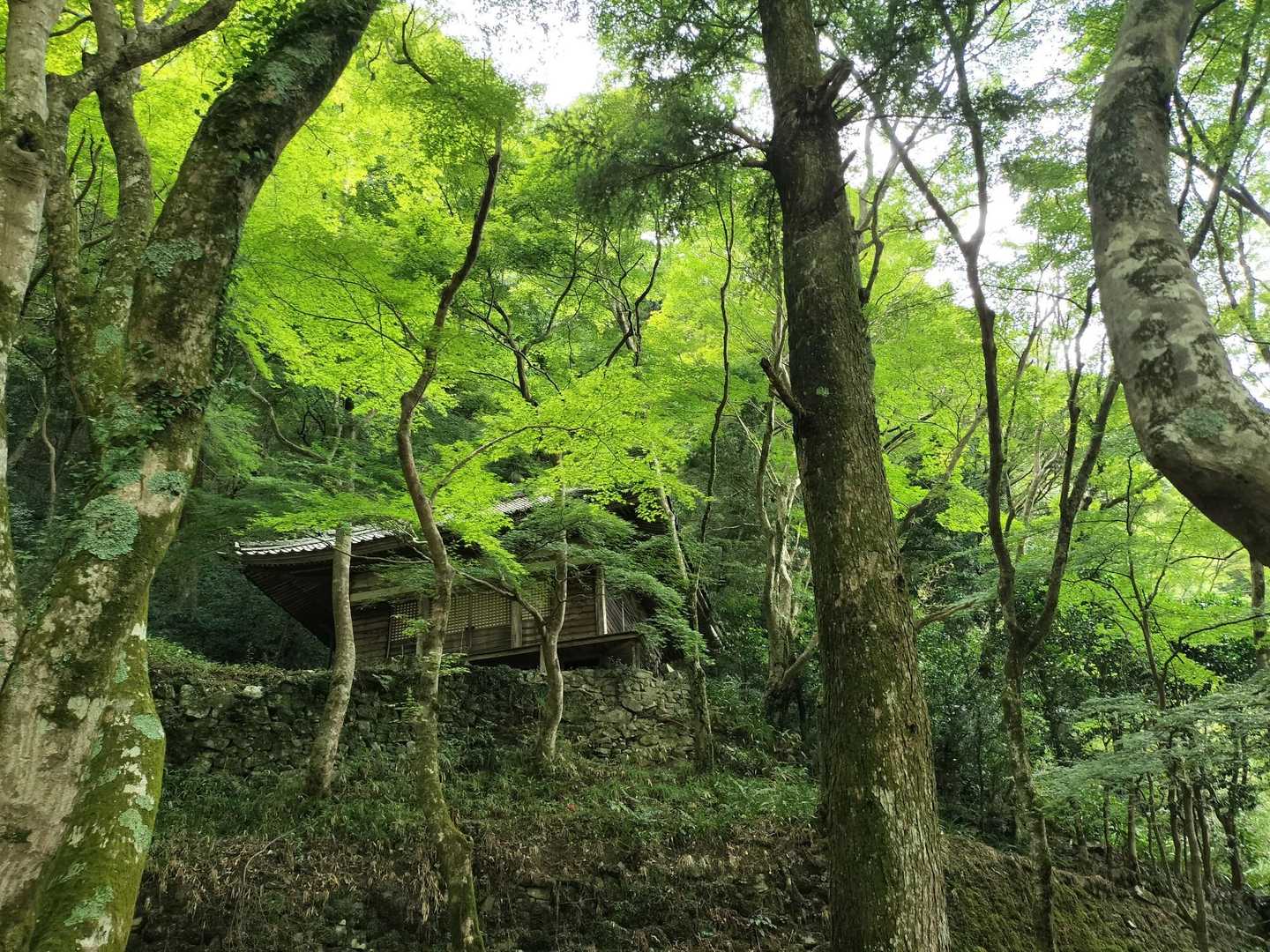 緑と調和していて、目に優しい‪💚