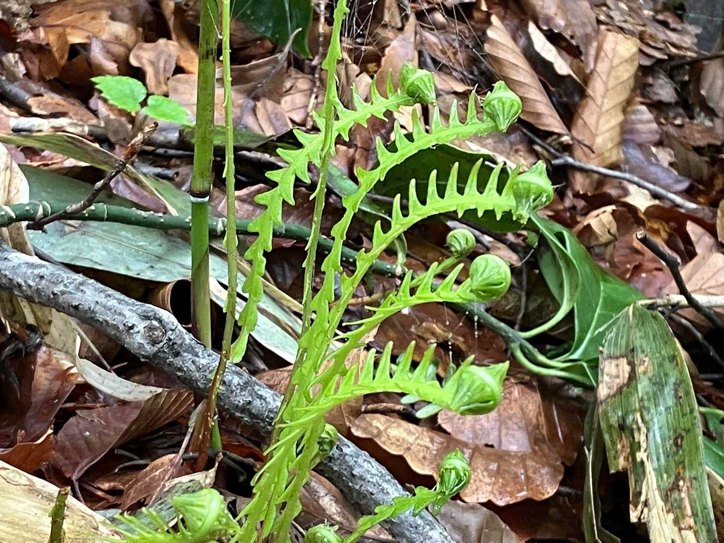 帰りは同じ道。
くるくるシダ🌿