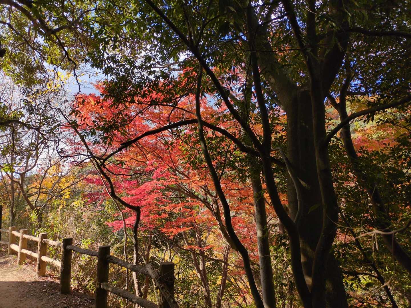 紅葉は逆光で光を透かすと美しいですよね🍁