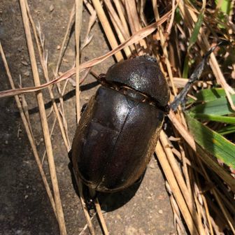 カブトのメスさん。お亡くなりになっていました。