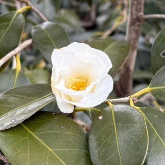 崇台山 ツバキサク