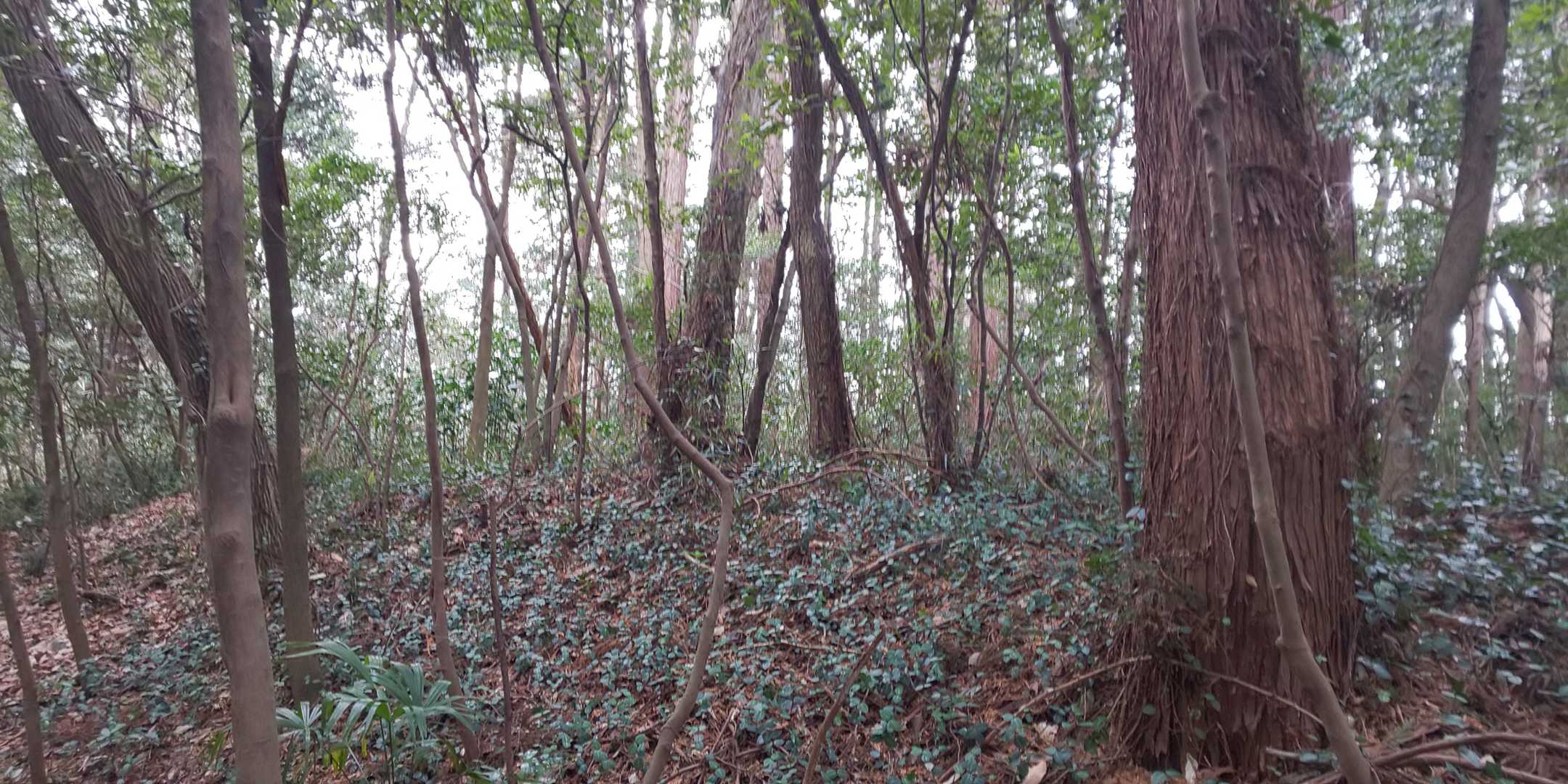 城山（埼玉県坂戸市）の写真